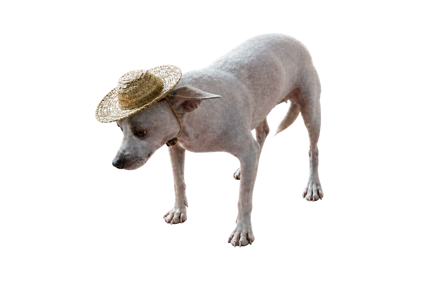 Stable Dog cut out and ready to become a meme